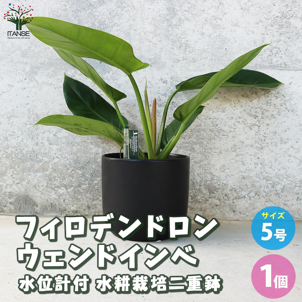 フィロデンドロン ウェンドインベ 水位計付 水耕栽培二重鉢仕様【観葉植物 5号鉢／1個売り】