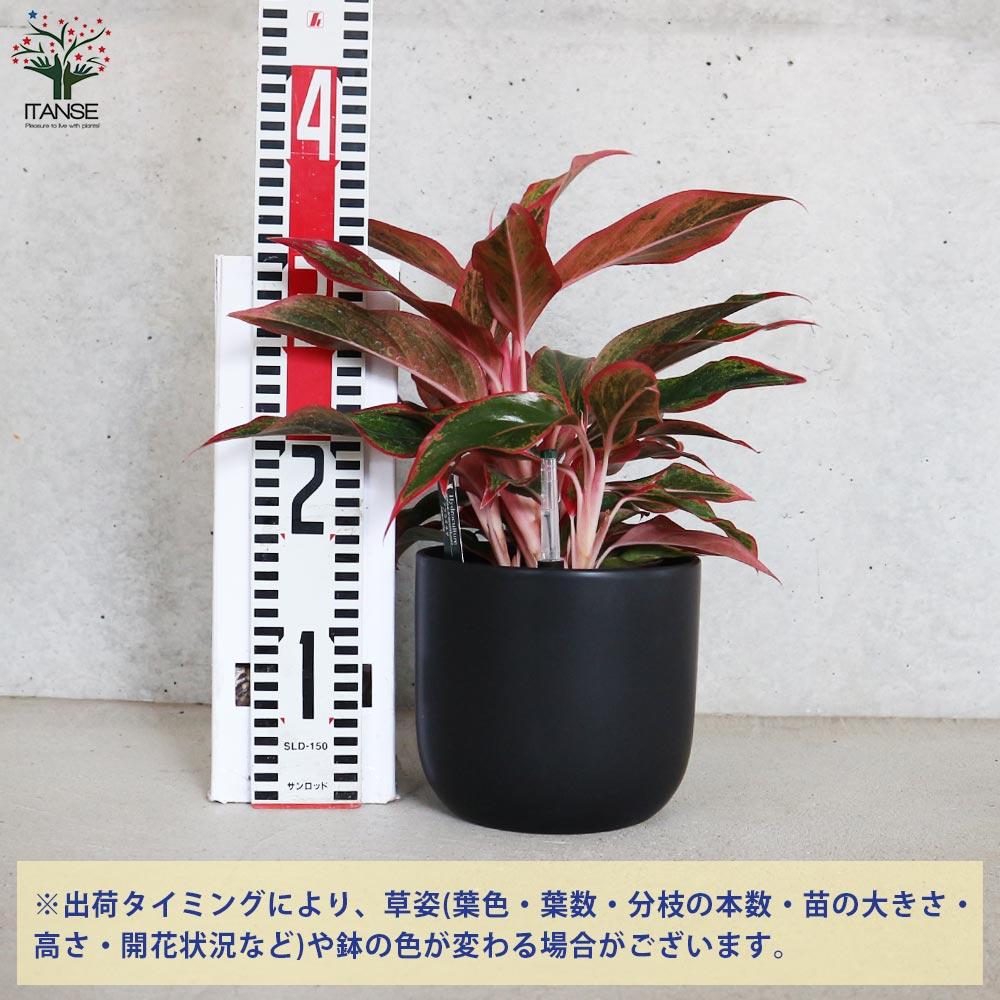 アグラオネマ レッドゴールド 水位計付 水耕栽培二重鉢仕様【観葉植物