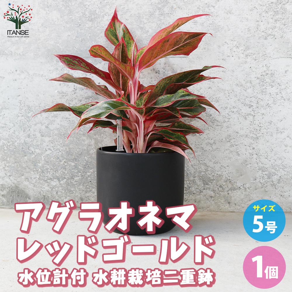 アグラオネマ レッドゴールド 水位計付 水耕栽培二重鉢仕様【観葉植物 5号鉢／1個売り】