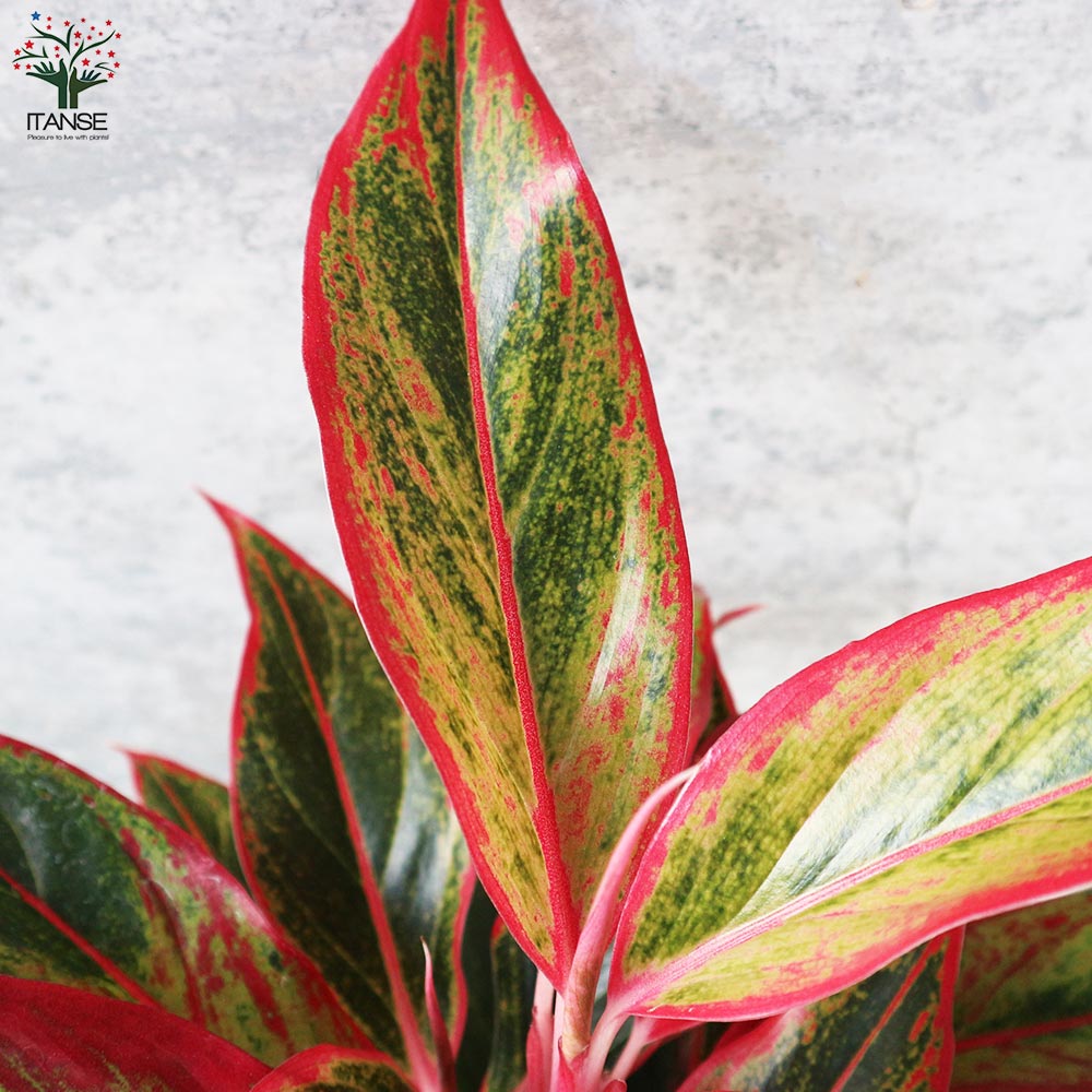 アグラオネマ レッドゴールド 水位計付 水耕栽培二重鉢仕様【観葉植物