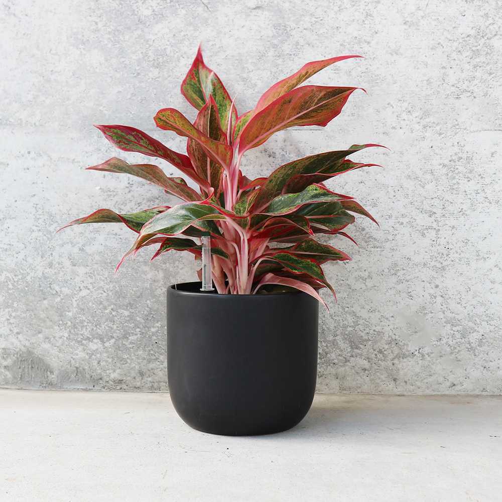 アグラオネマ レッドゴールド 水位計付 水耕栽培二重鉢仕様【観葉植物 5号鉢／1個売り】