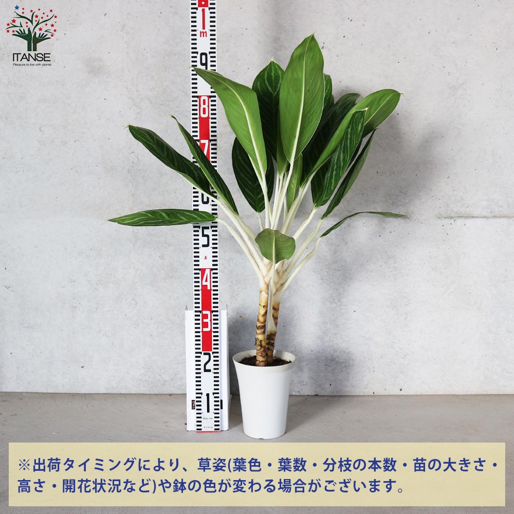アグラオネマ ホワイトステム【観葉植物 5号鉢／1個売り】｜ 【植物の