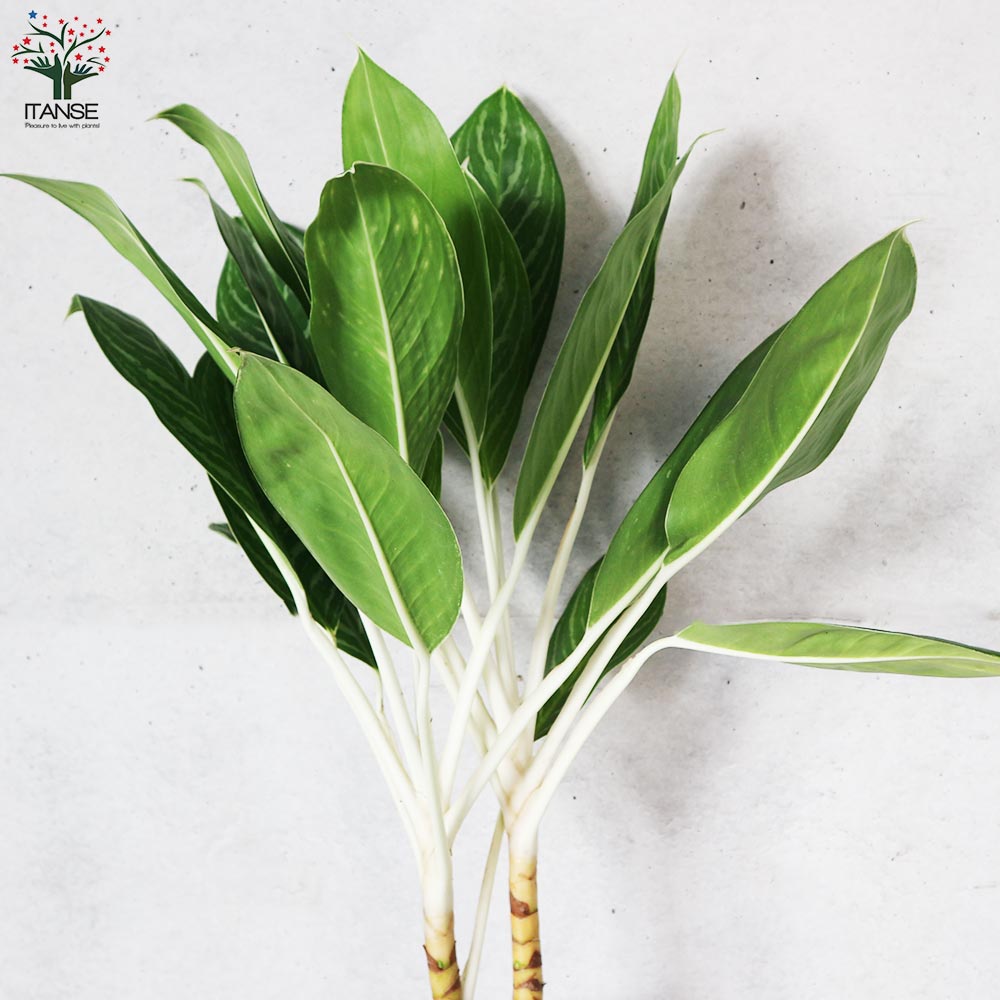 アグラオネマ ご注文分 アグラオネマ 4号 | 観葉植物 | インテリアやギフトに - Hitohana