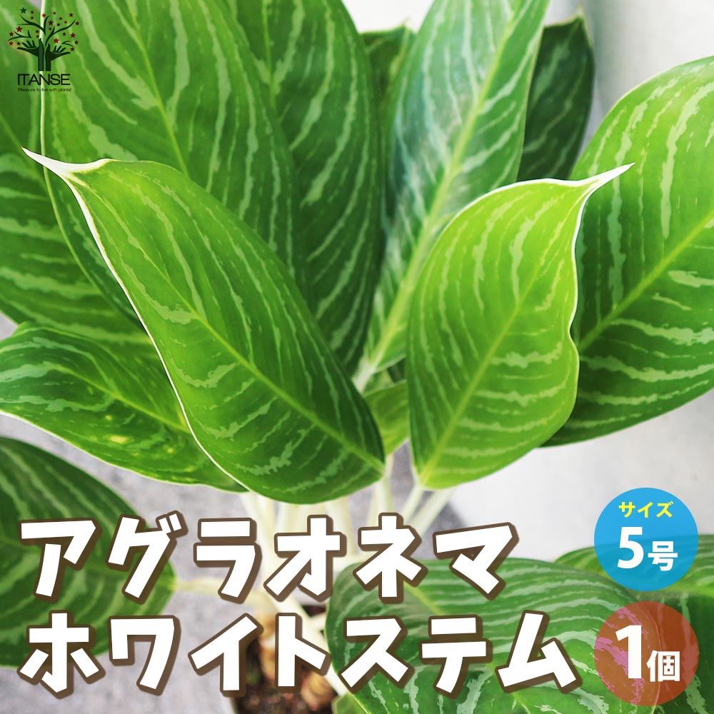 アグラオネマ ホワイトステム【観葉植物 5号鉢／1個売り】