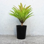 ネオレゲリア インフィニティ 斑入り【観葉植物 4号鉢／1個売り】|観葉植物