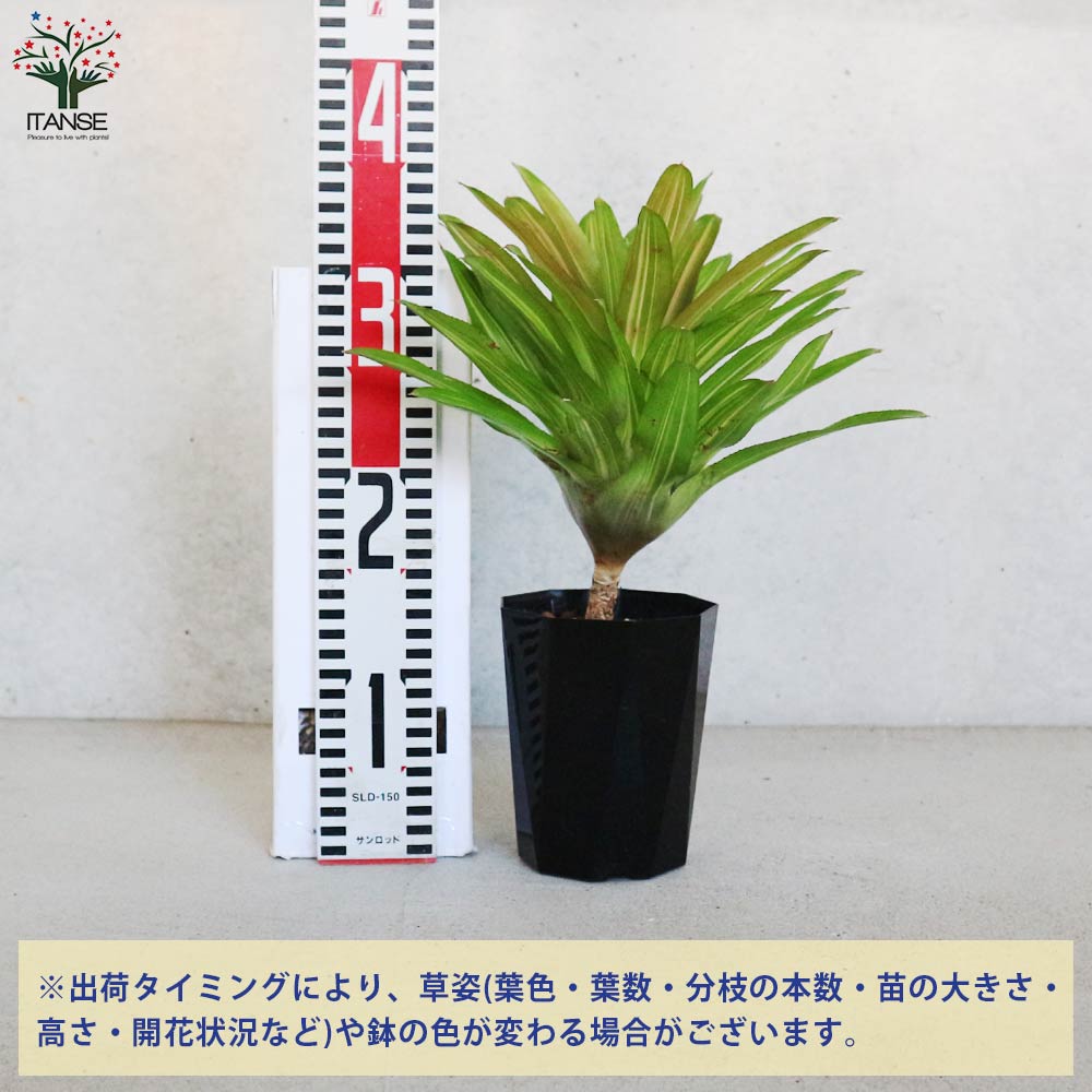 その他観葉植物 3104 楽天市場】（観葉植物）シダ ネフロレピス ツデー 3号（1ポット