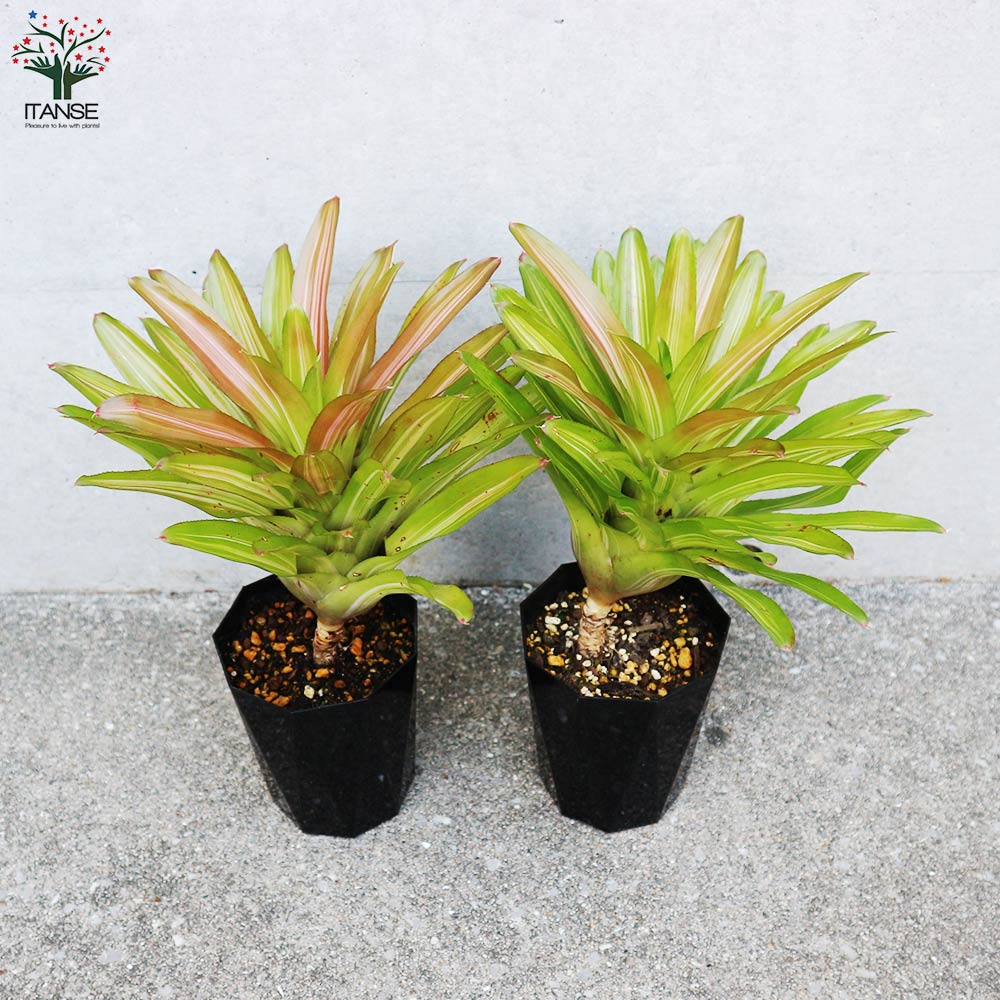 ネオレゲリア インフィニティ 斑入り【観葉植物 4号鉢／1個売り