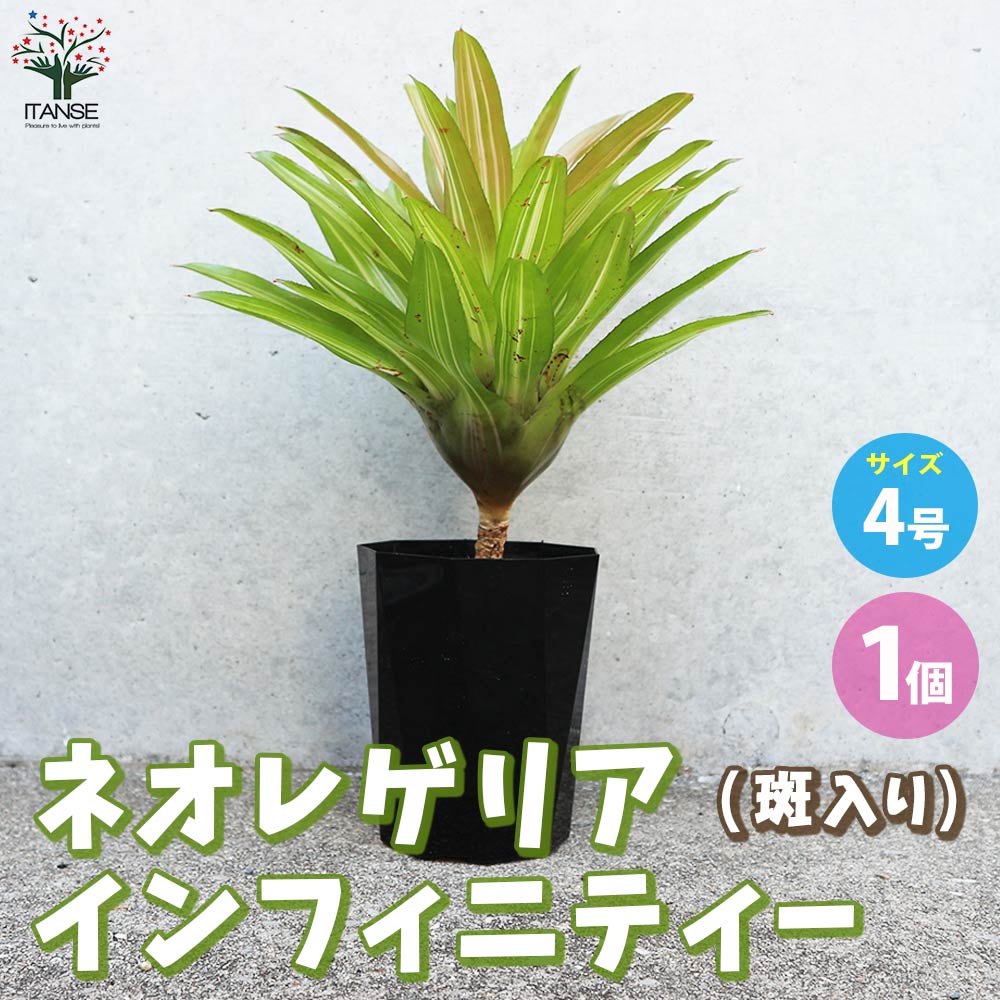 ネオレゲリア インフィニティ 斑入り【観葉植物 4号鉢／1個売り】