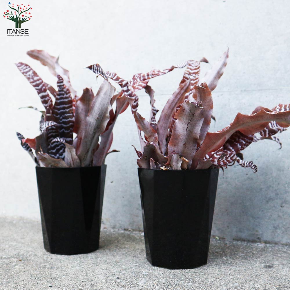 クリプタンサス ゾナタス【観葉植物 4号鉢／1個売り】｜ 【植物の