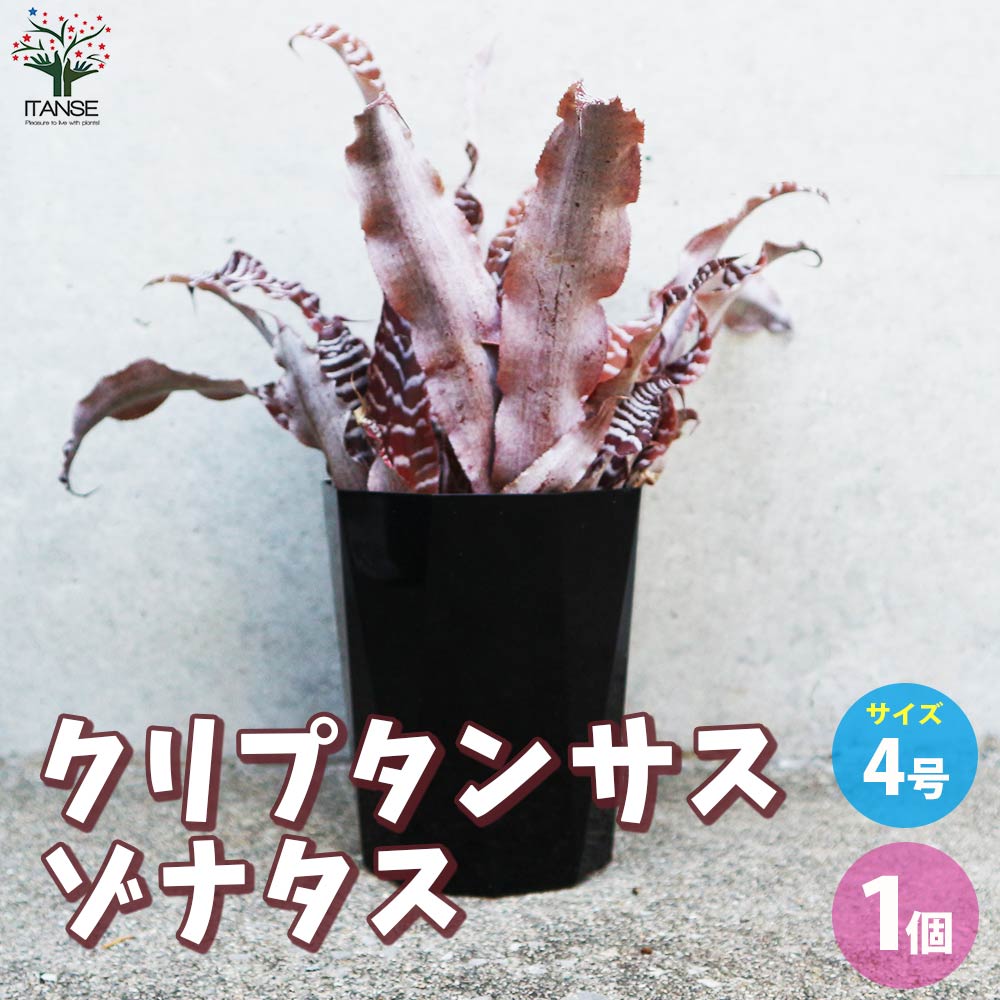 クリプタンサス ゾナタス【観葉植物 4号鉢／1個売り】