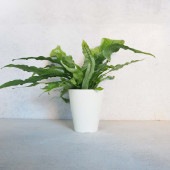 クロコダイルファーン【観葉植物 5号鉢／1個売り】|観葉植物
