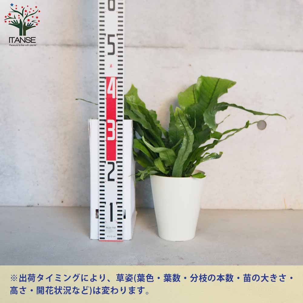クロコダイルファーン【観葉植物 5号鉢／1個売り】｜ 【植物の