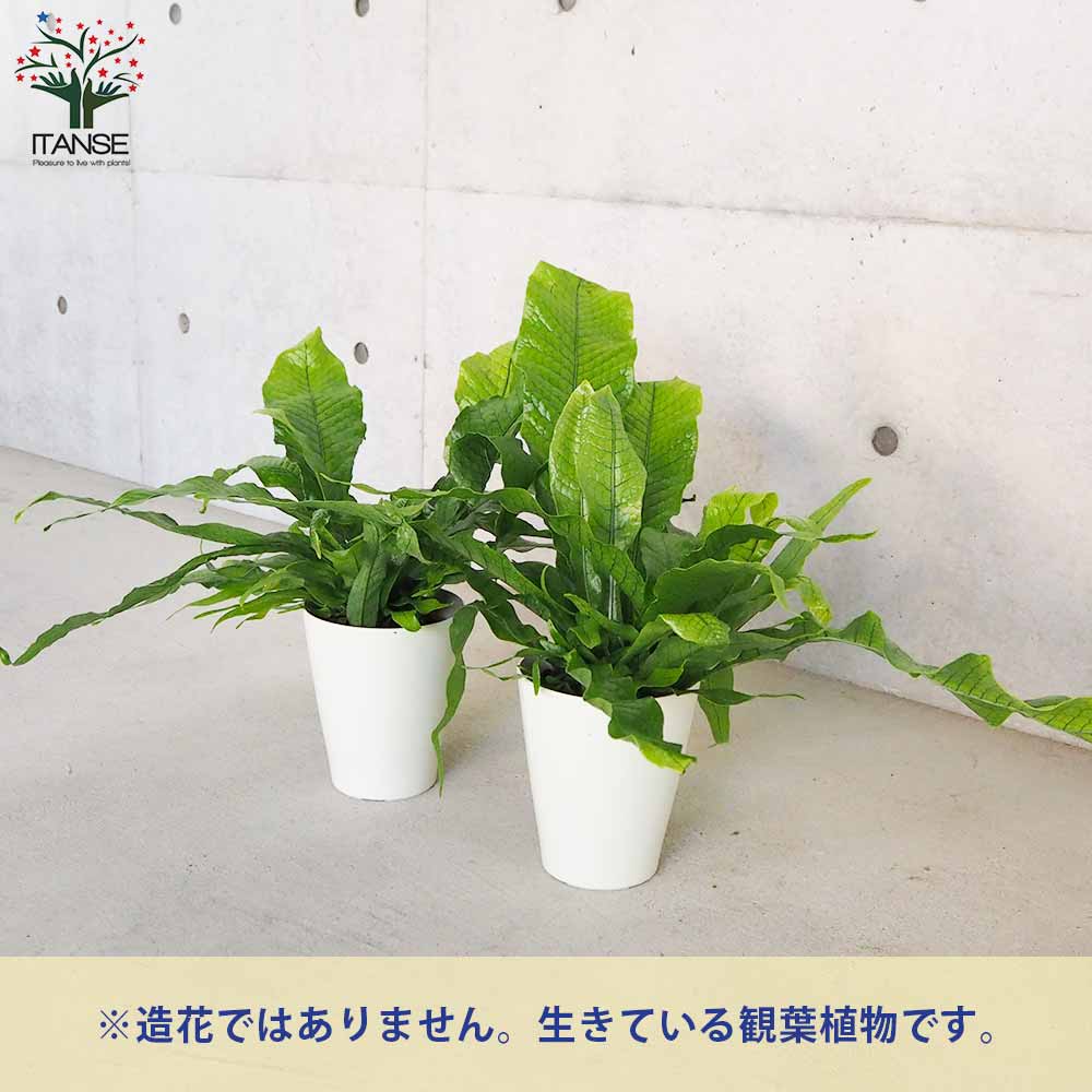 クロコダイルファーン【観葉植物 5号鉢／1個売り】｜ 【植物の