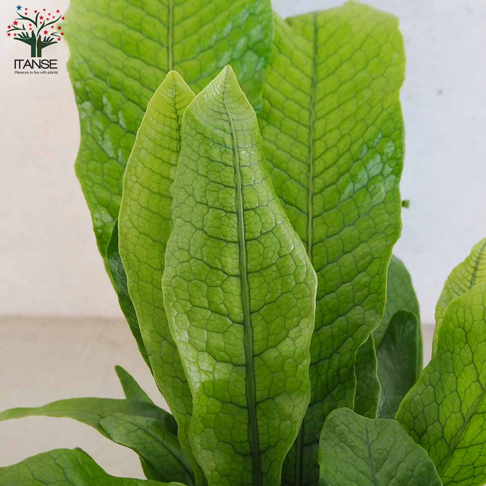 クロコダイルファーン【観葉植物 5号鉢／1個売り】｜ 【植物の