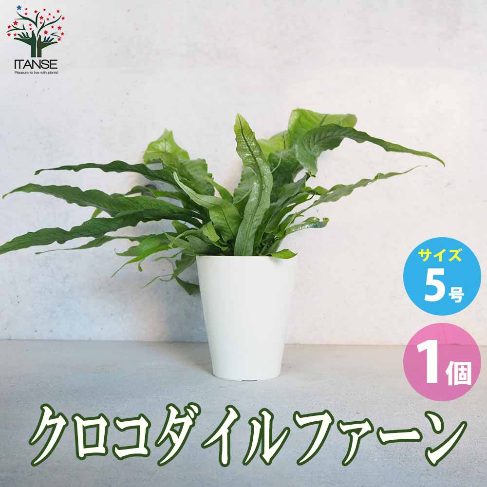 クロコダイルファーン【観葉植物 5号鉢／1個売り】