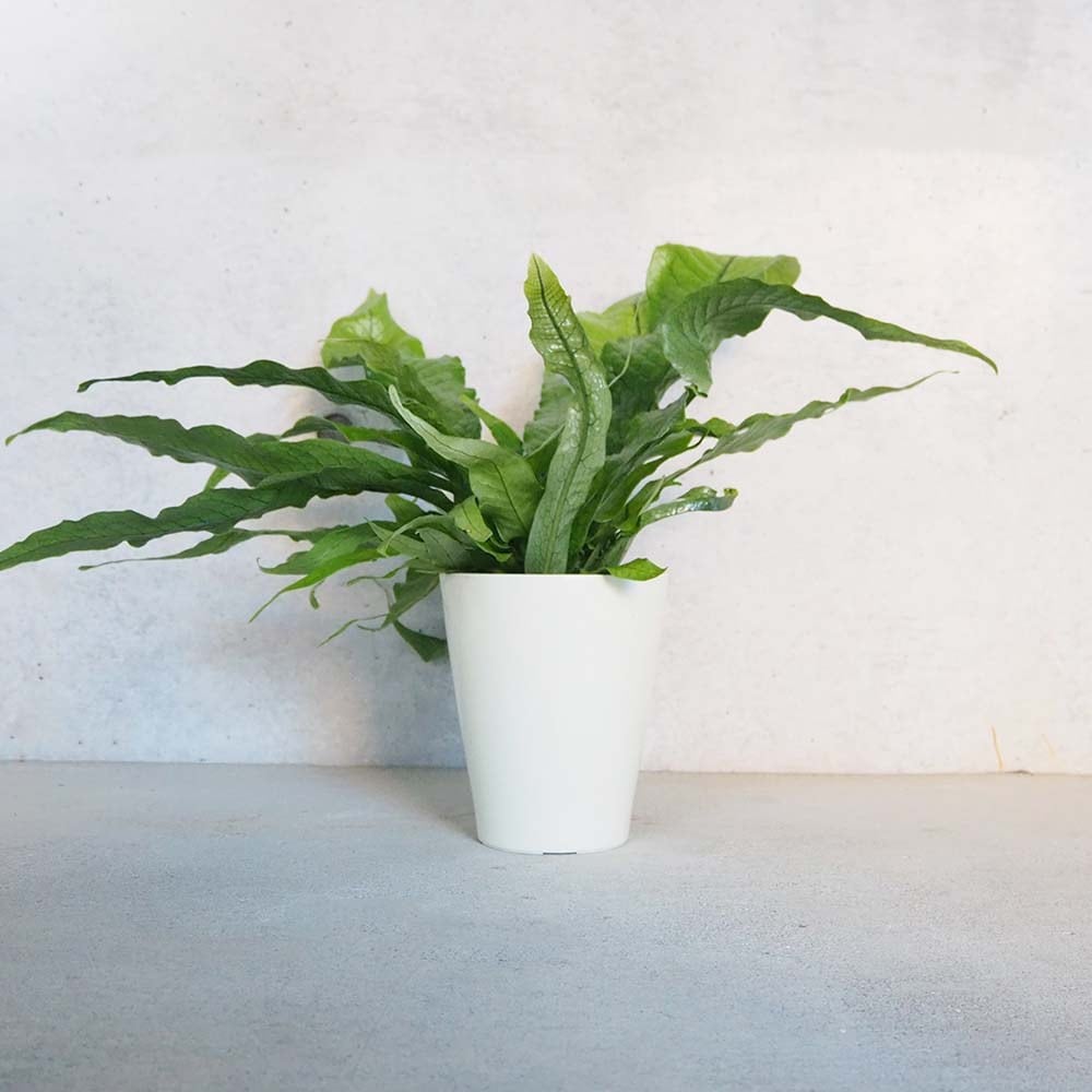 クロコダイルファーン【観葉植物 5号鉢／1個売り】