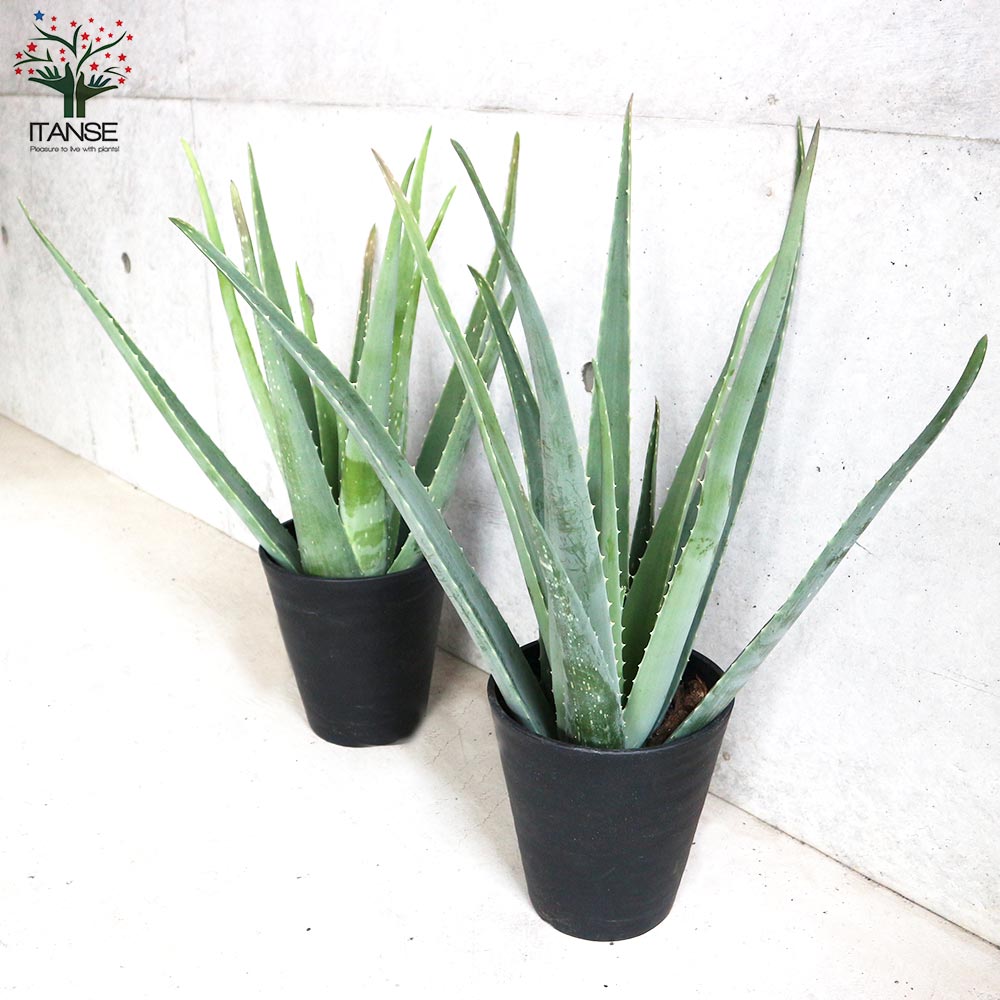アロエ ベラ【多肉植物 6号鉢／1個売り】｜ 【植物のITANSE