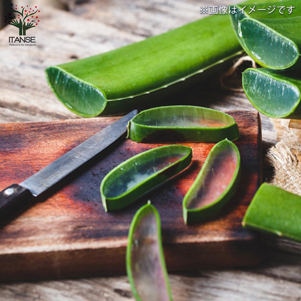 アロエ ベラ【多肉植物 6号鉢／1個売り】｜ 【植物のITANSE