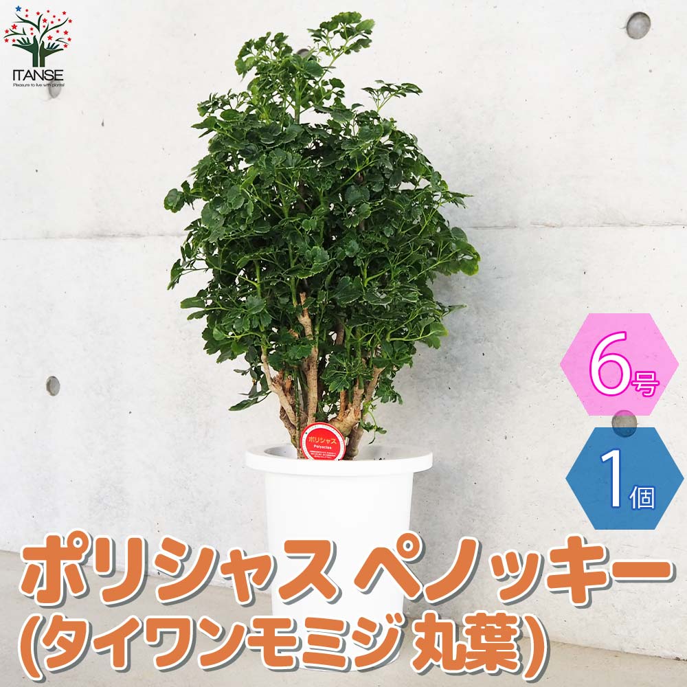 ポリシャス ペノッキー(タイワンモミジ丸葉)【観葉植物 7号鉢／1個売り