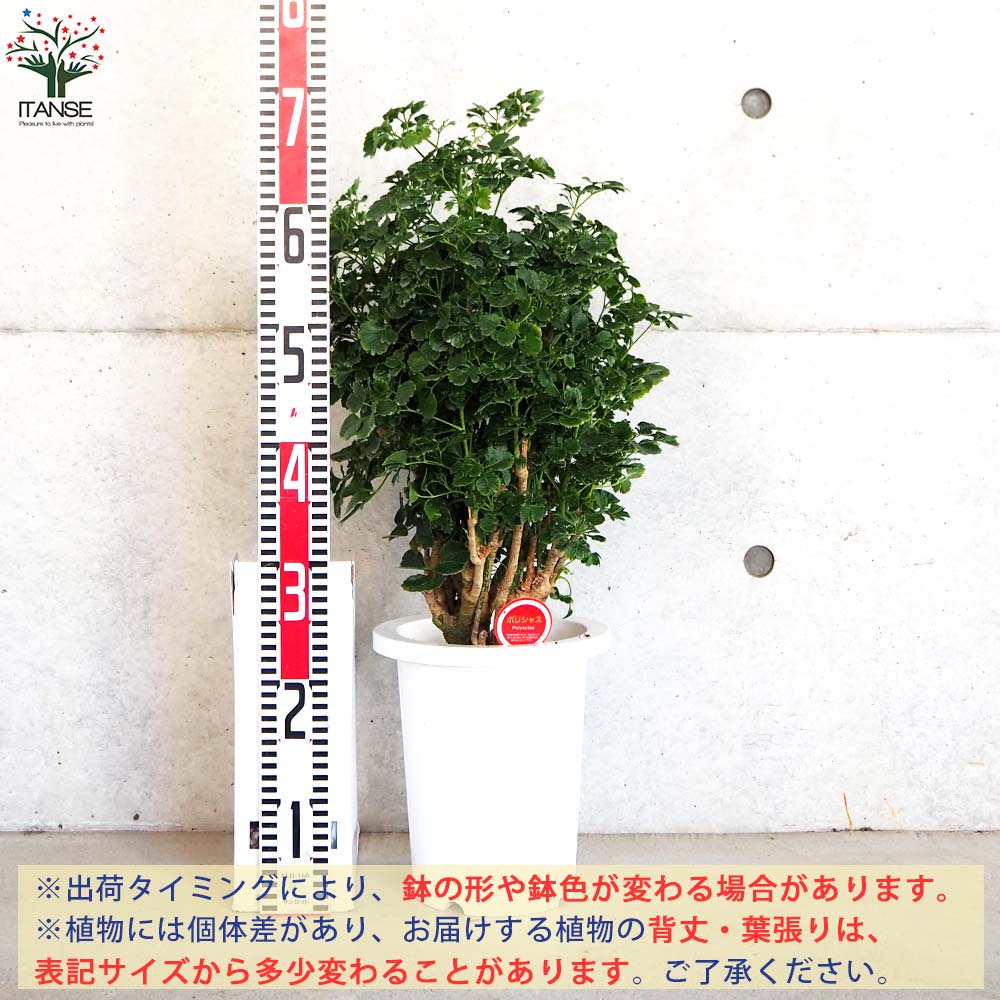 ポリシャス ペノッキー(タイワンモミジ丸葉)【観葉植物 7号鉢／1個売り
