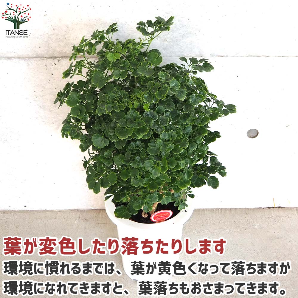 ポリシャス ペノッキー(タイワンモミジ丸葉)【観葉植物 7号鉢／1個売り
