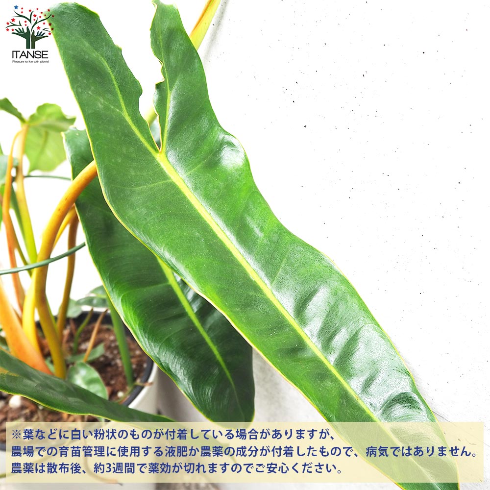 フィロデンドロン ビレッタエ【観葉植物 5号鉢／1個売り】｜ 【植物の
