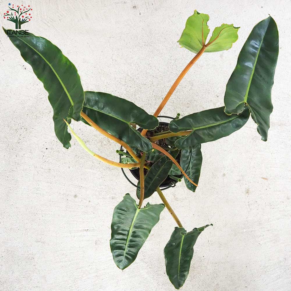 フィロデンドロン ビレッタエ【観葉植物 5号鉢／1個売り