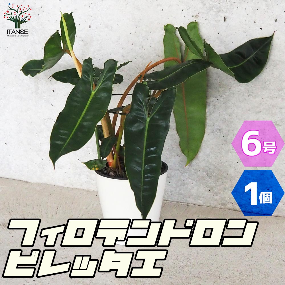 フィロデンドロン ビレッタエ【観葉植物 5号鉢／1個売り】