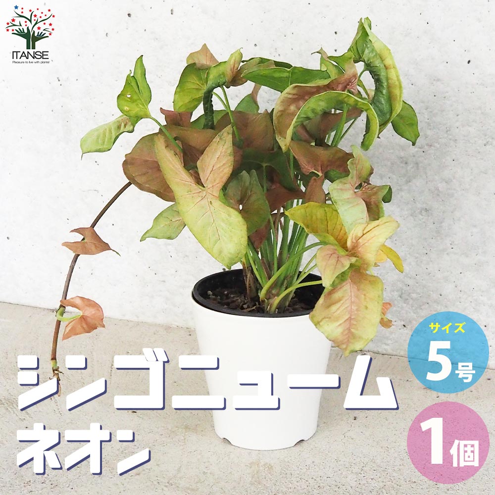 シンゴニューム(シンゴニウム) ネオン【観葉植物 5号鉢／1個売り