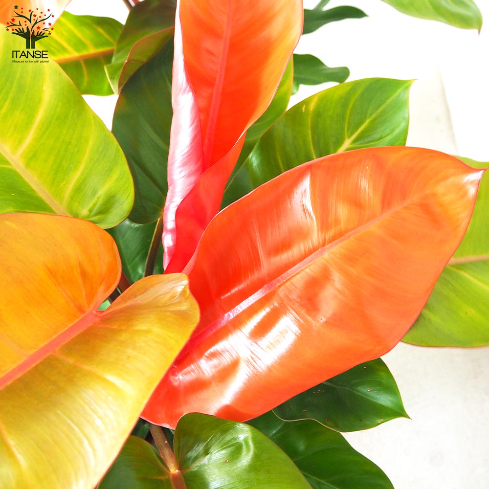 フィロデンドロン オレンジプリンセス 【公式通販】