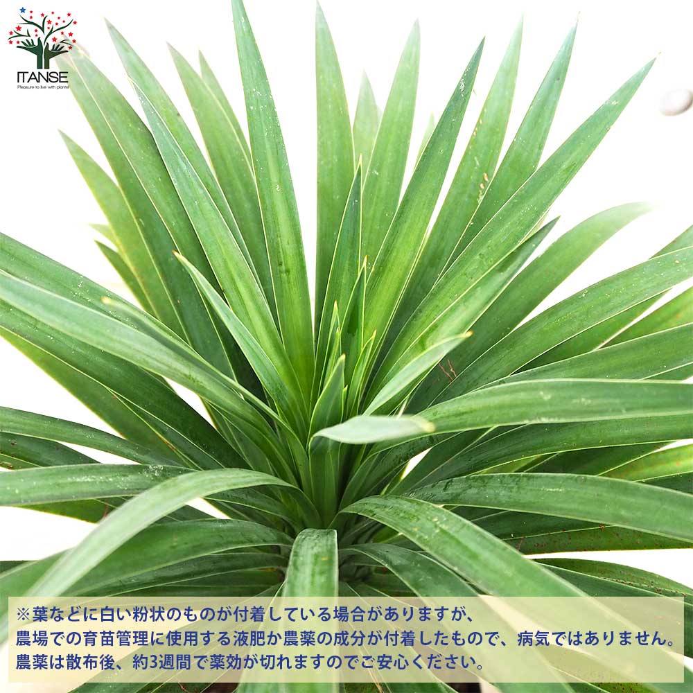 【3株植】 ユッカ デスメティアーナ 6号サイズ 国内栽ガーデニング ユッカ デスメティアーナ 6号硬質ポット の通販 | 園芸ネット