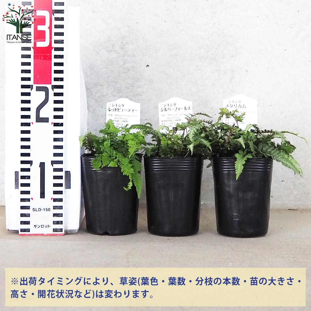 追加商品画像
