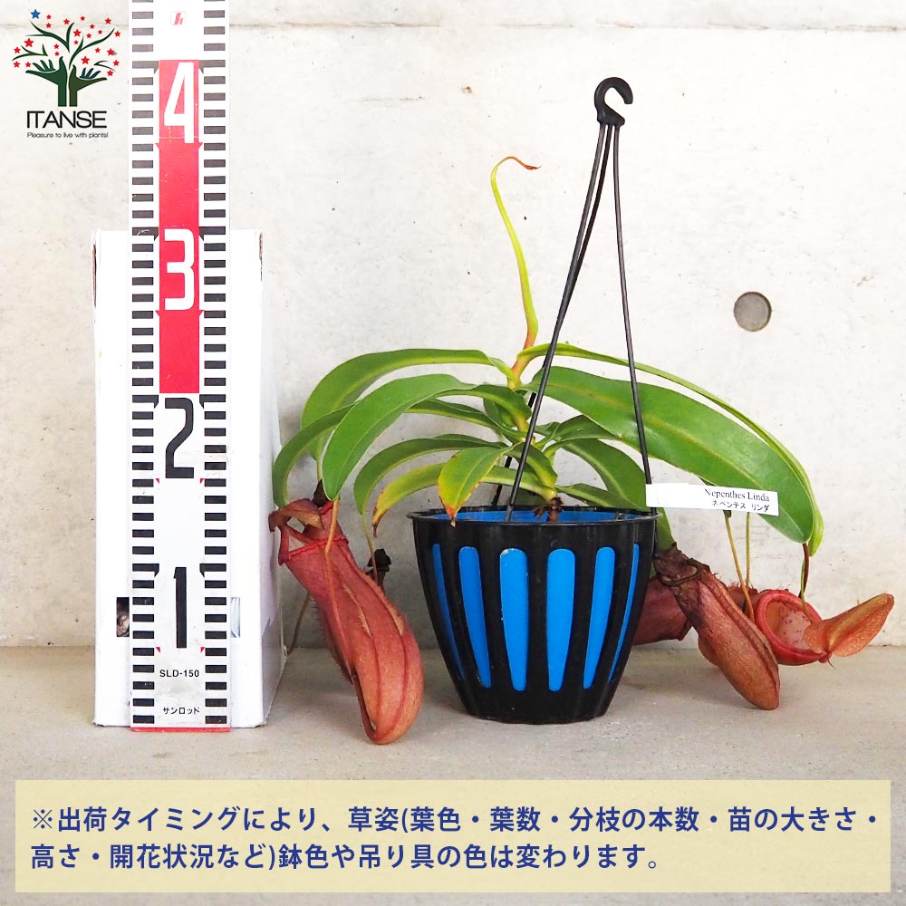 ネペンテス リンダ【観葉植物 5号吊り鉢／1個売り】｜ 【植物の