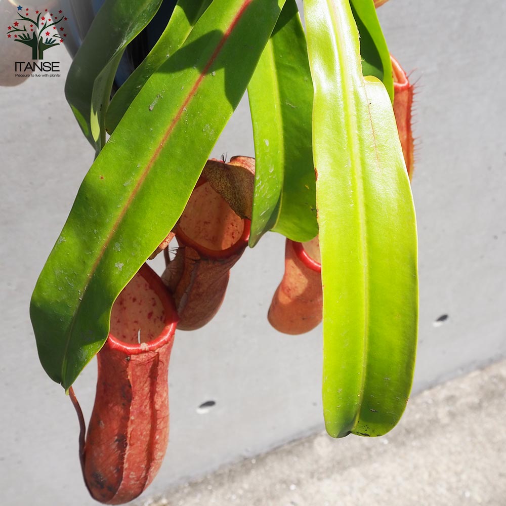 ネペンテス リンダ【観葉植物 5号吊り鉢／1個売り】｜ 【植物の