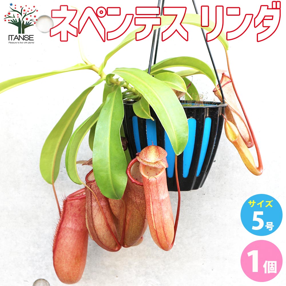 ネペンテス リンダ【観葉植物 5号吊り鉢／1個売り】