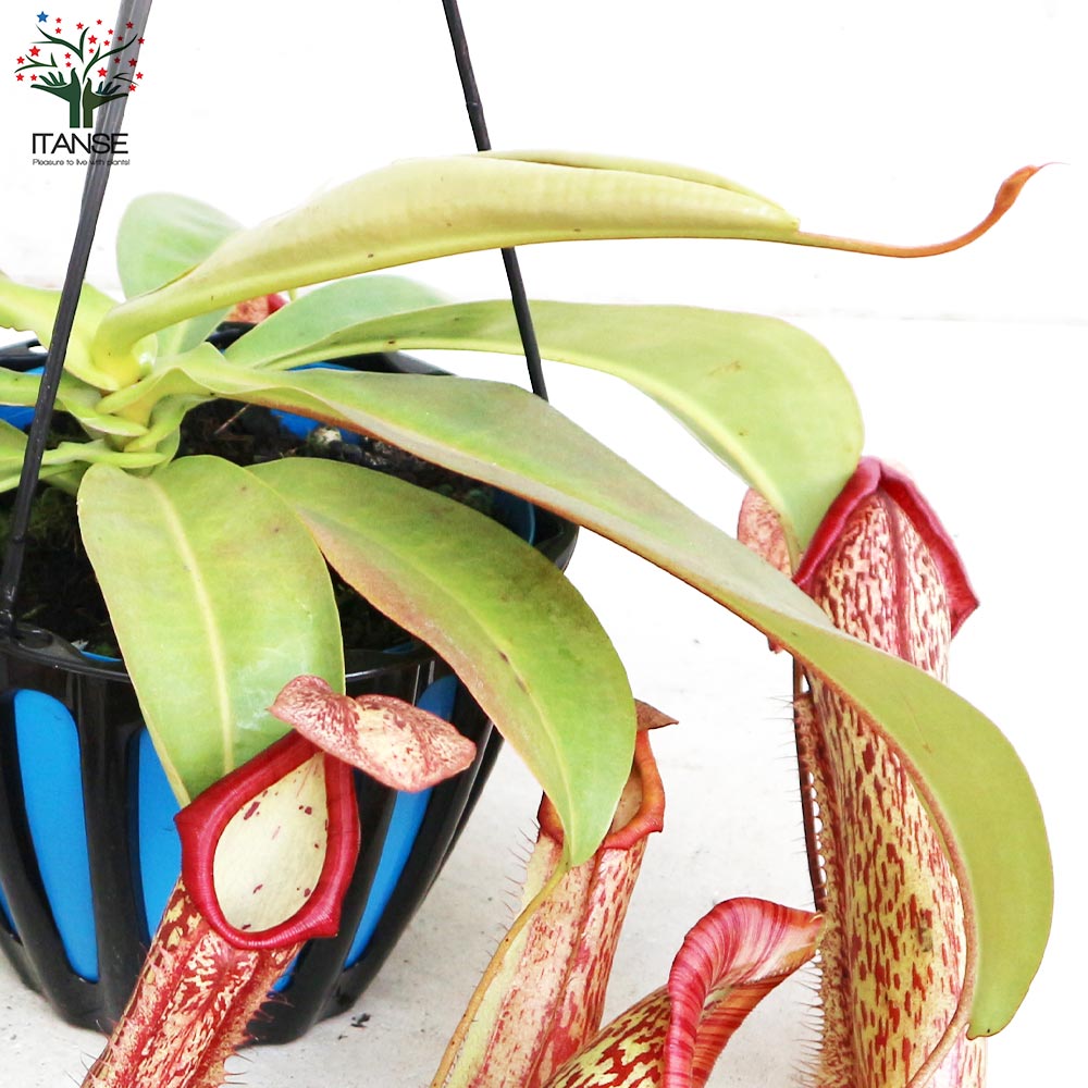 ネペンテス ミランダ【観葉植物 5号吊り鉢／1個売り】｜ 【植物の