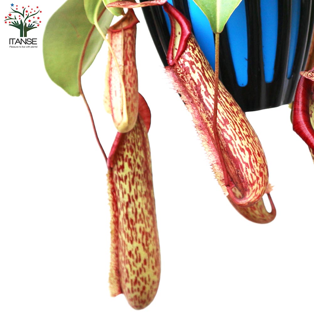 ネペンテス ミランダ【観葉植物 5号吊り鉢／1個売り】｜ 【植物の