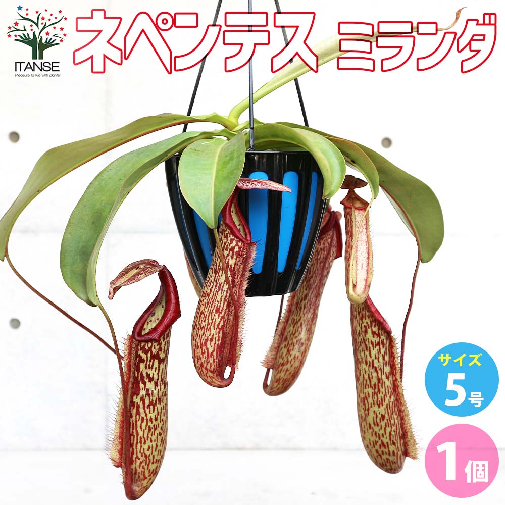 ネペンテス ミランダ【観葉植物 5号吊り鉢／1個売り】