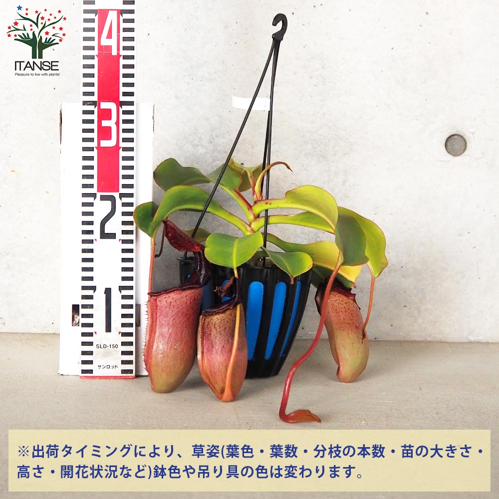 ネペンテス ビーチ赤ずきん×ローベン 【観葉植物 5号吊り鉢／1個