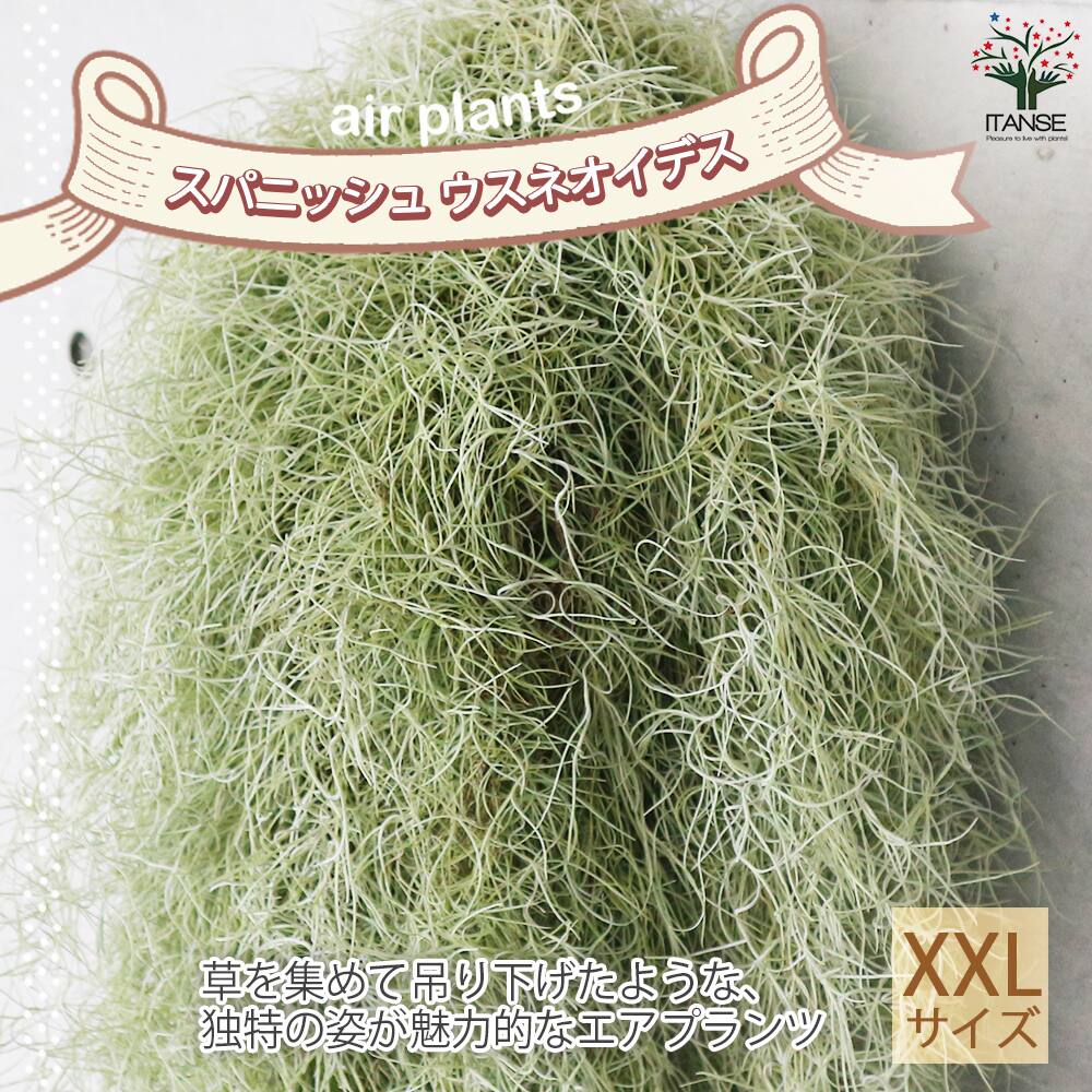 スパニッシュ ウスネオイデス【エアプランツ 特大XXLサイズ／1個売り】