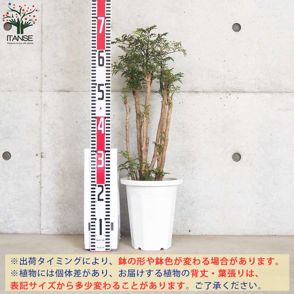 タイワンモミジ。観葉植物 。鉢ごと無料で発送致します。 【公式通販】