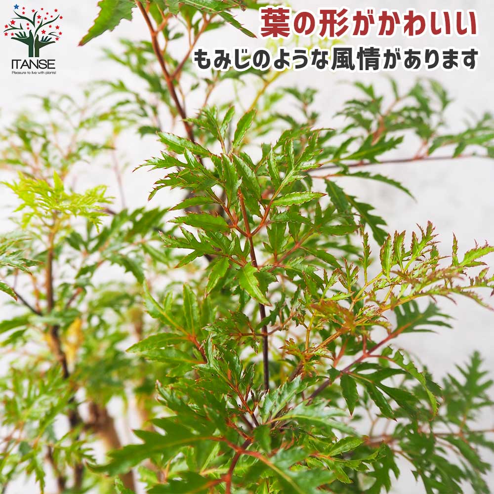 タイワンモミジ。常緑樹 。観葉植物 。鉢ごと無料で発送致します。 タイワンモミジ。常緑樹 。観葉植物 。鉢ごと無料で発送致します。