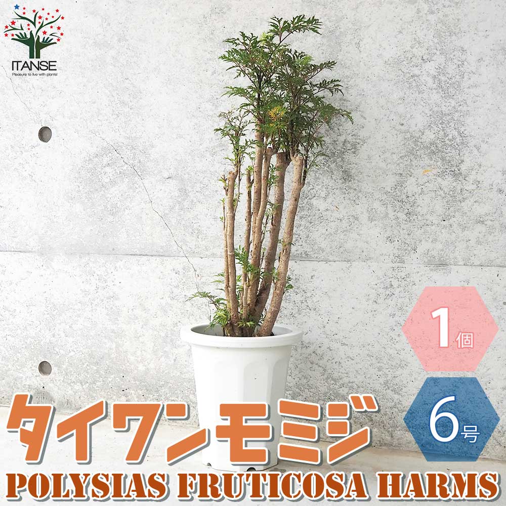 タイワンモミジ。常緑樹 。観葉植物 。鉢ごと無料で発送致します。 タイワンモミジ。観葉植物。鉢ごと無料で発送致します。 タイワン