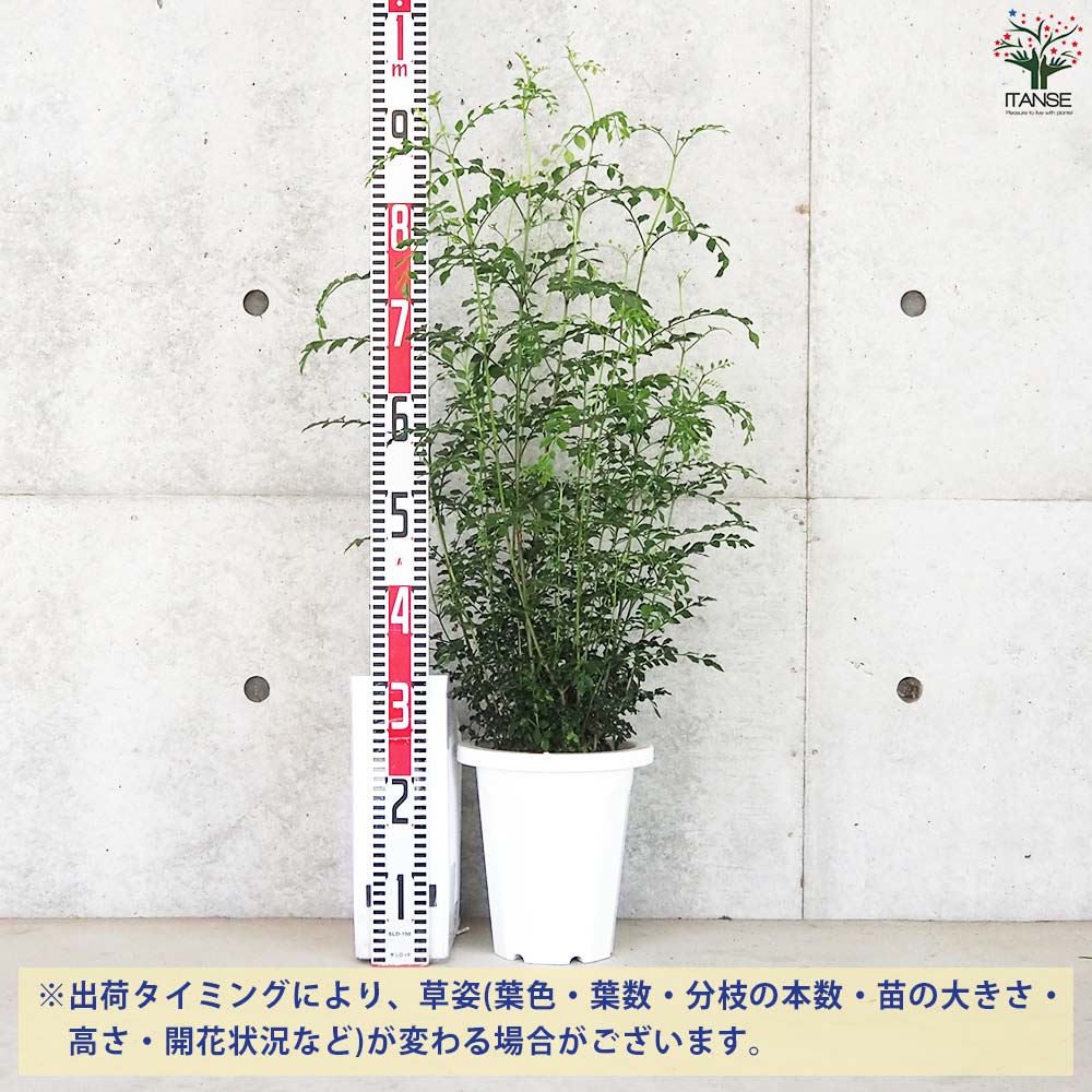 シマトネリコ 観葉植物【観葉植物 7号鉢(丸鉢)／1個売り