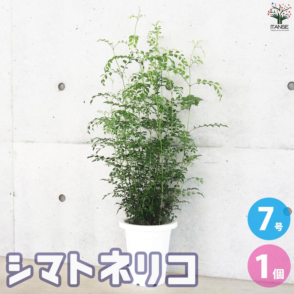 シマトネリコ 観葉植物【観葉植物 7号鉢(丸鉢)／1個売り】
