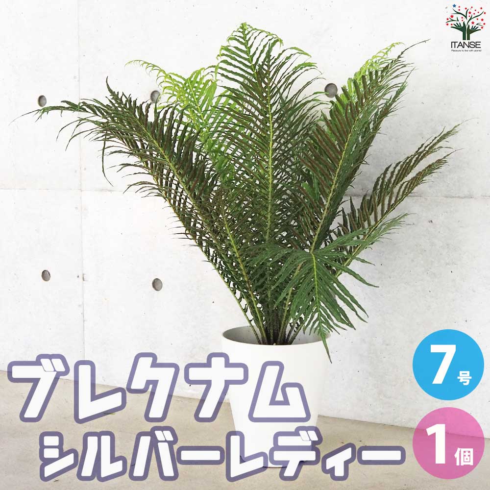 ブレクナム シルバーレディー【観葉植物 7号鉢／1個売り】