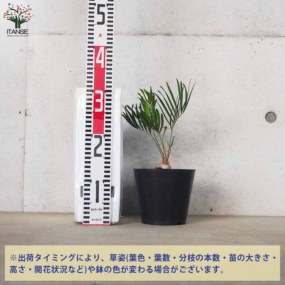 ザミア フロリダ(フロリダーナ)【観葉植物 5号鉢／1個売り