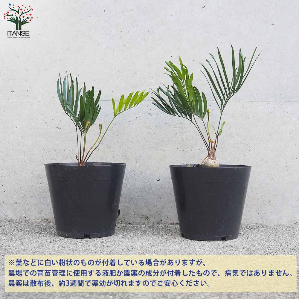 ザミア フロリダーナ 新葉 多頭 希少 M】ザミア フロリダーナ 多頭/Zamia ※ガラスポット付き | 【厳選