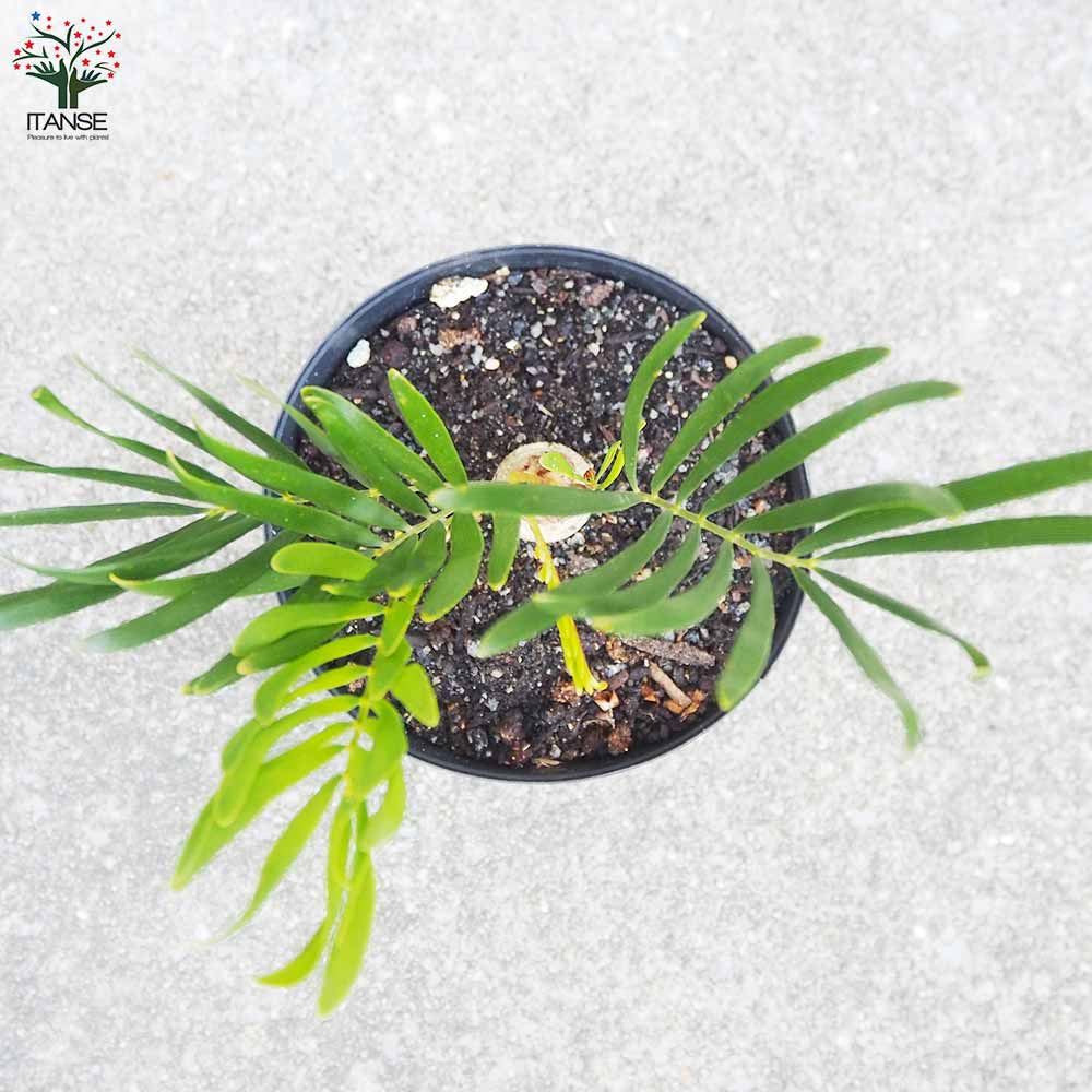 ザミア フロリダ(フロリダーナ)【観葉植物 5号鉢／1個売り】｜ 【植物