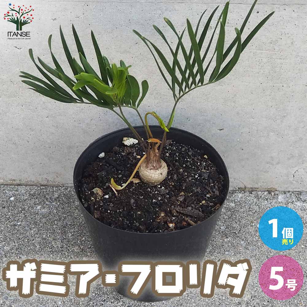 ザミア フロリダ(フロリダーナ)【観葉植物 5号鉢／1個売り】